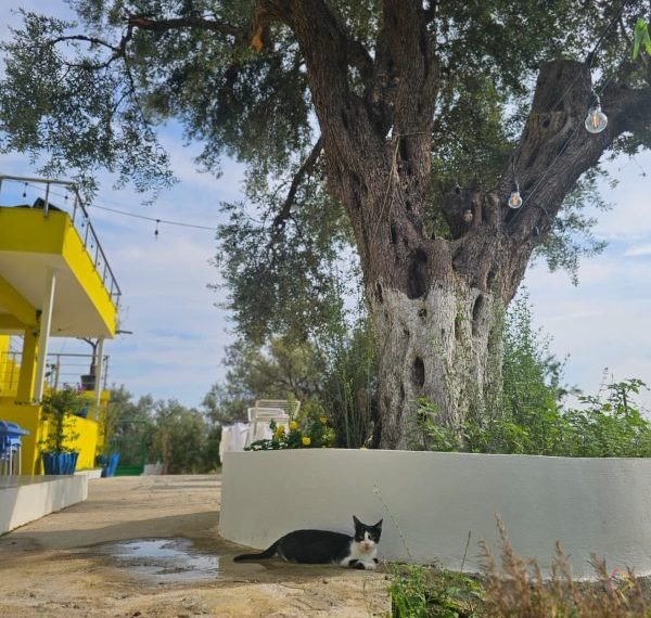 WhatsApp Image 2025-08-18 at 10.25.22 (1)