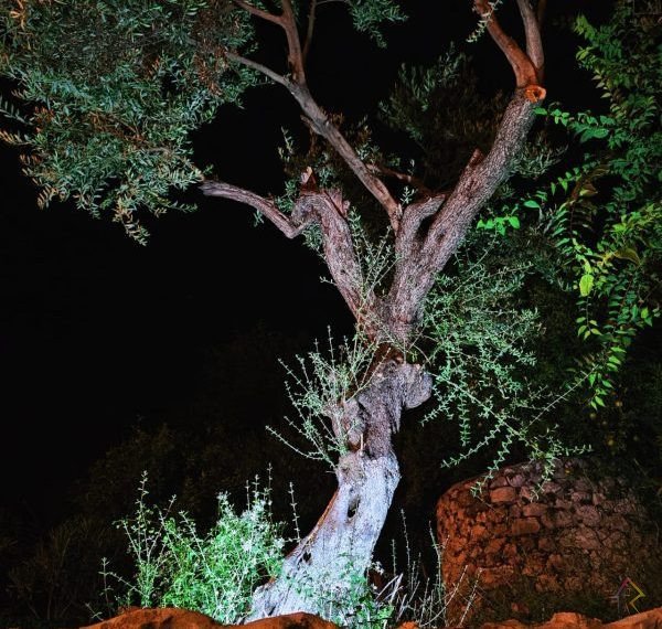 WhatsApp Image 2025-08-18 at 10.30.30